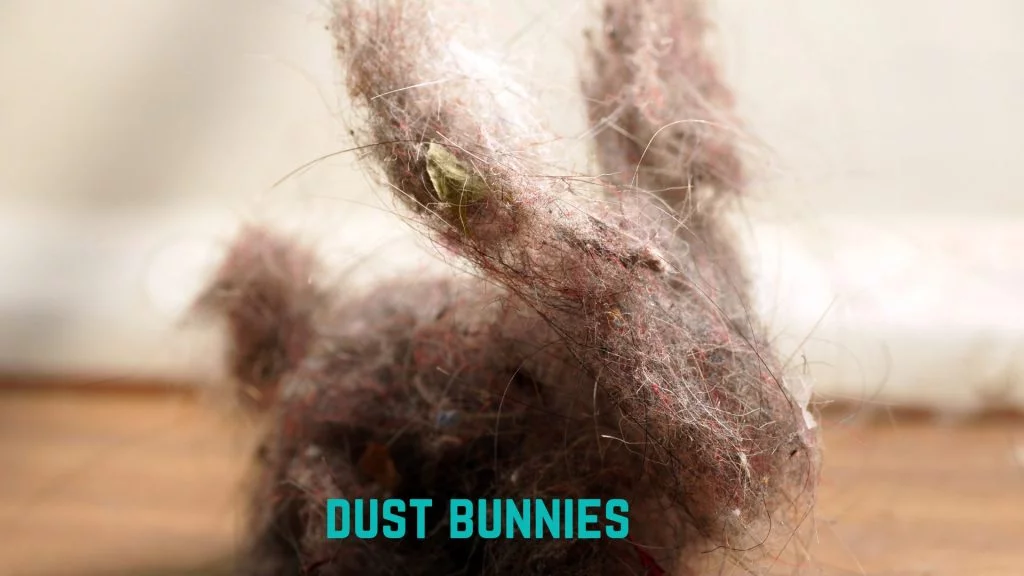 dust bunnies